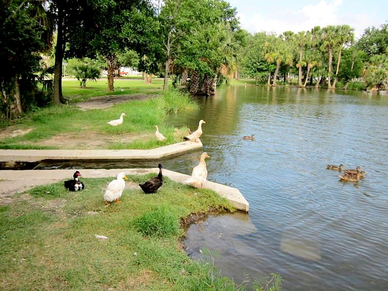 800px-City_Park_NOLA_4_July_2010_Duck_Canal.JPG