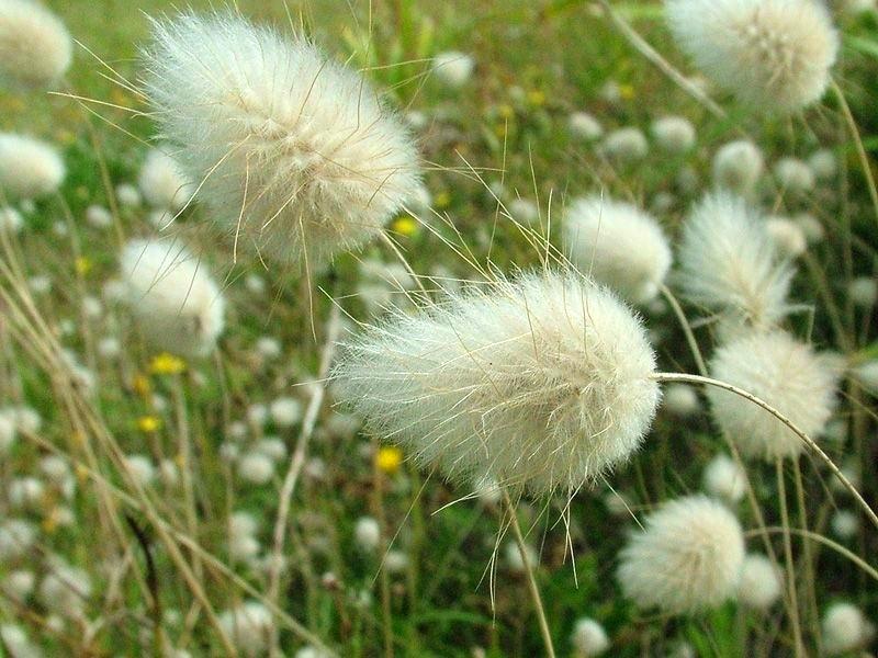 bunny-tails-ornamental-grass-tail-dried.jpg