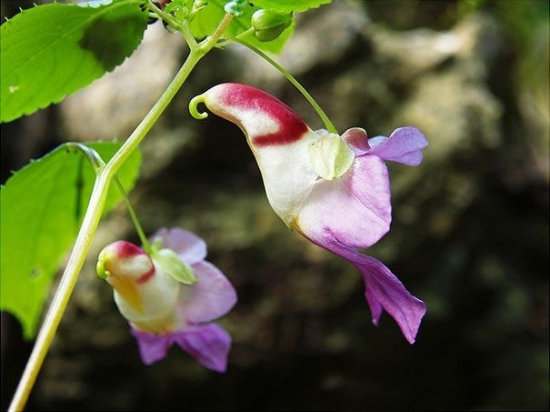 Parrots Orchid.jpg