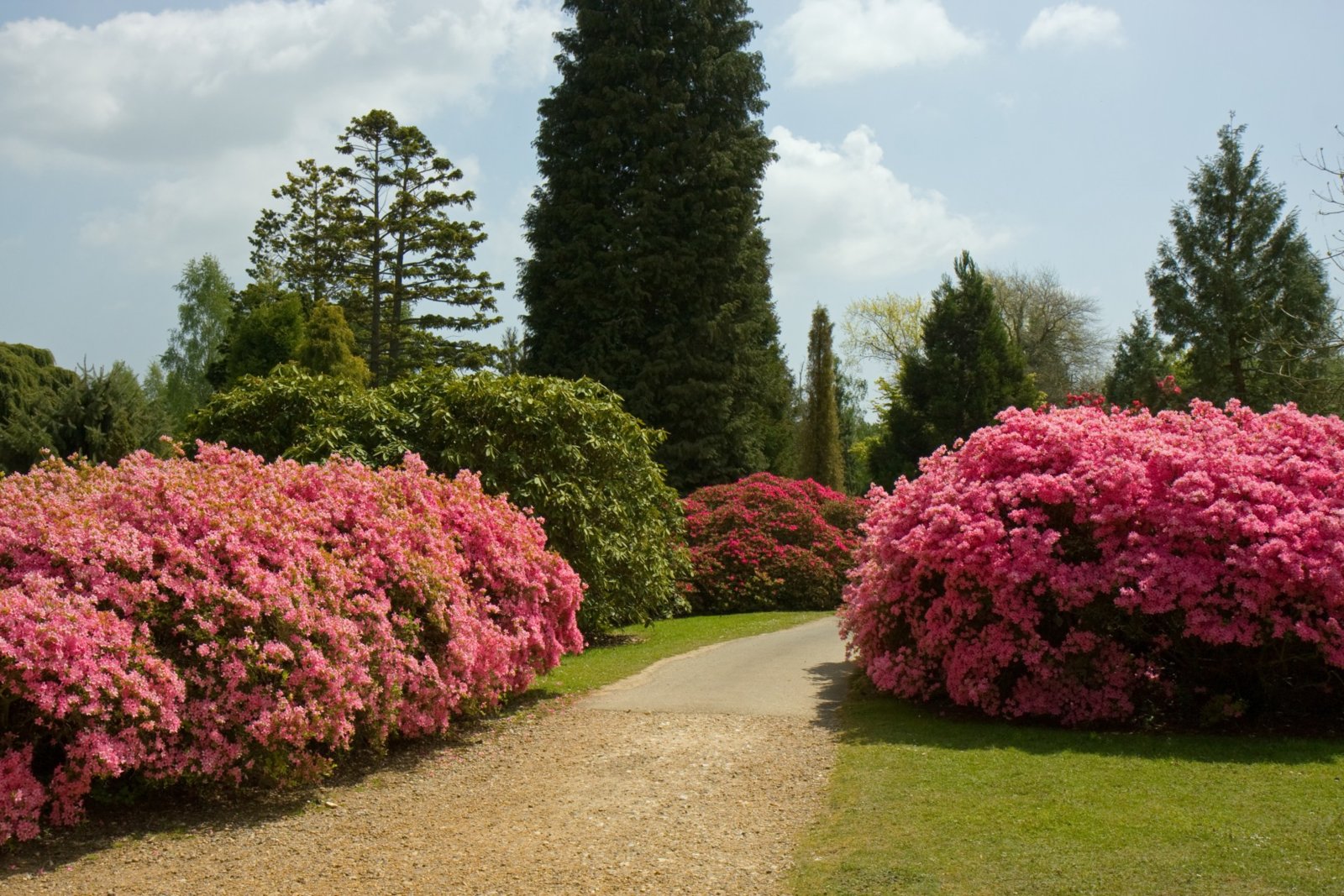 pink-flowers-beautiful-garden.jpg