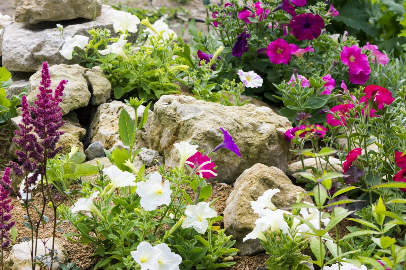 Rock garden with flowers_0.JPG