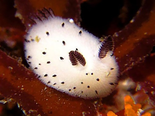 Sea-Bunny-กระต่ายทะเล-สัตว์เลี้ยงตัวใหม่-ฮิตมากในญี่ปุ่นcute-bunny-sea-slug-jorunna-parva-11.jpg