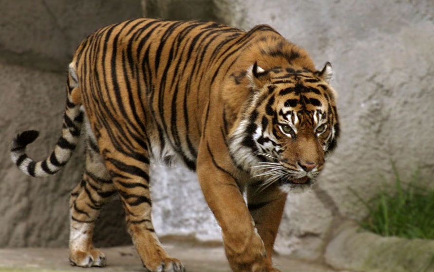 TigerBali.jpg